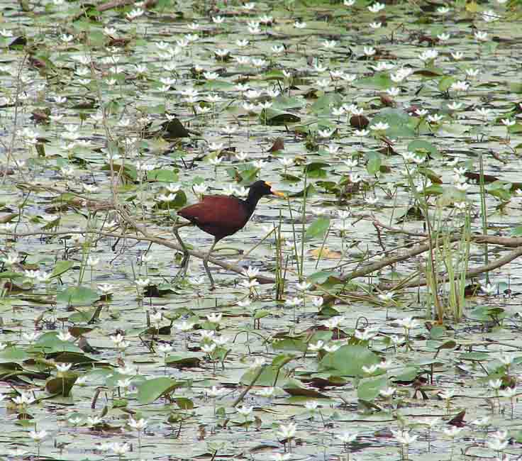 Foto de Guatuso, Costa Rica