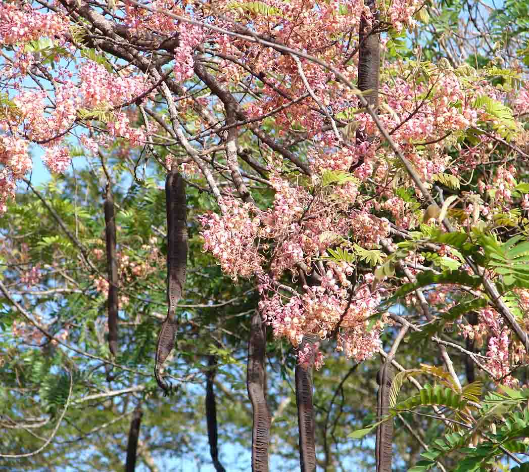 Foto de Cobano, Puntarenas, Costa Rica