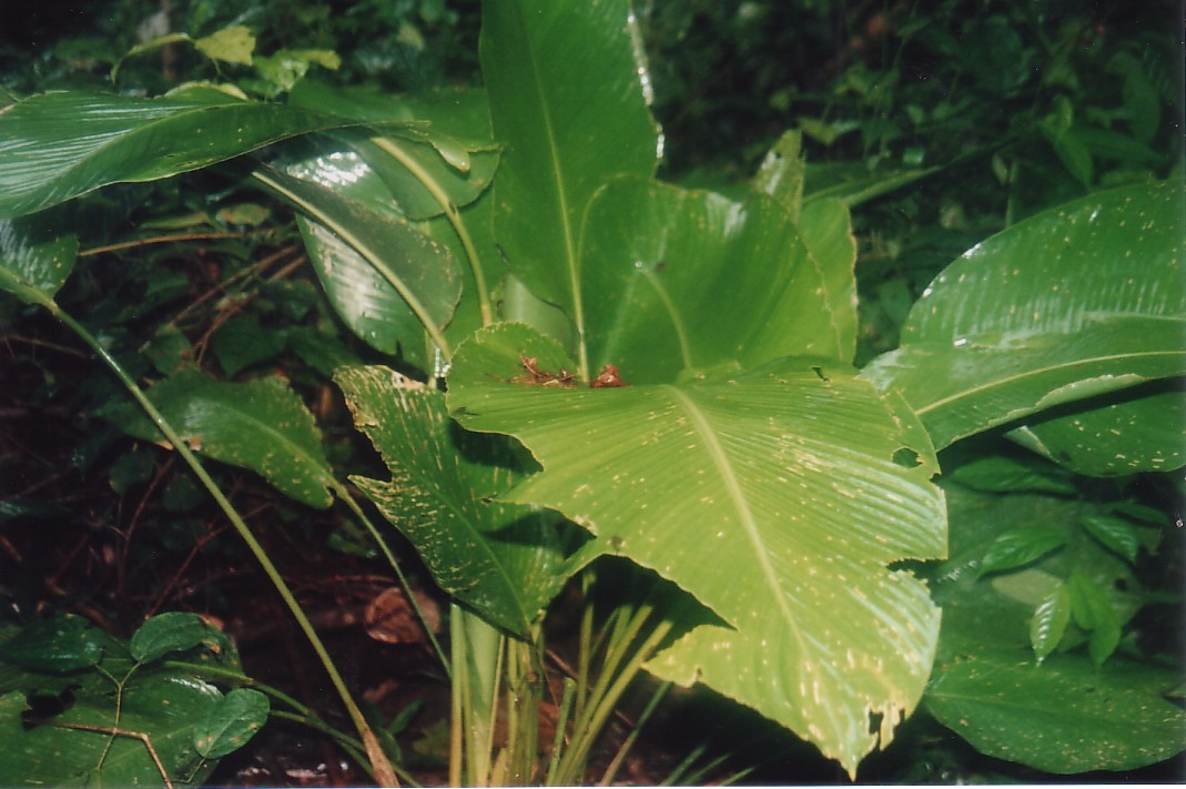 Foto de Quepos, Costa Rica