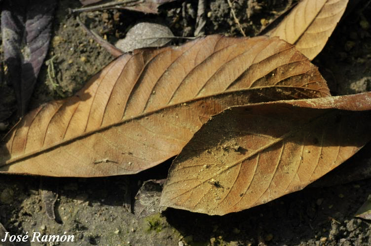 Foto de Jerez de la Frontera (Cádiz), España