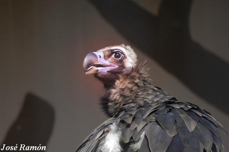Foto de Jerez de la Frontera (Cádiz), España