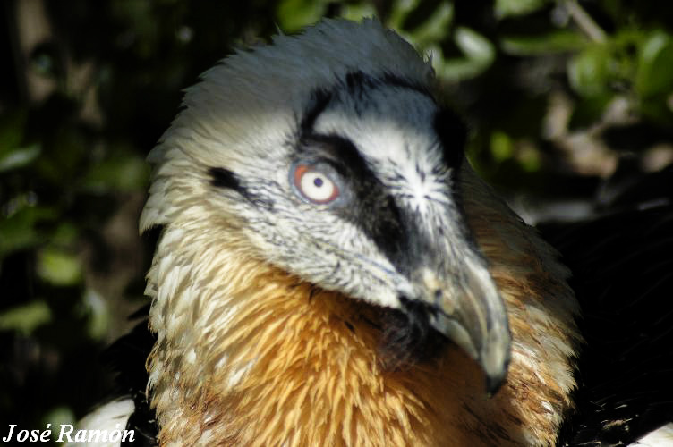 Foto de Jerez de la Frontera (Cádiz), España