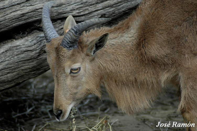 Foto de Jerez de la Frontera (Cádiz), España