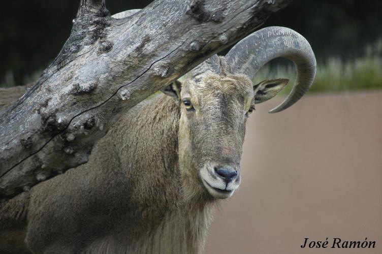 Foto de Jerez de la Frontera (Cádiz), España