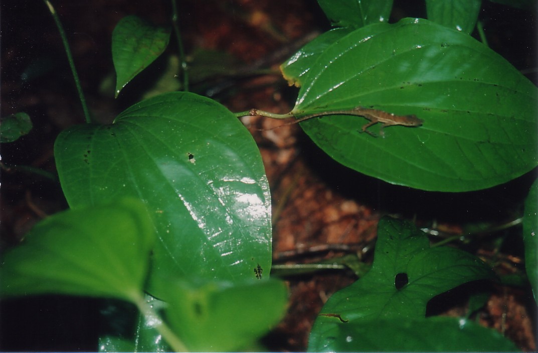 Foto de Quepos, Costa Rica