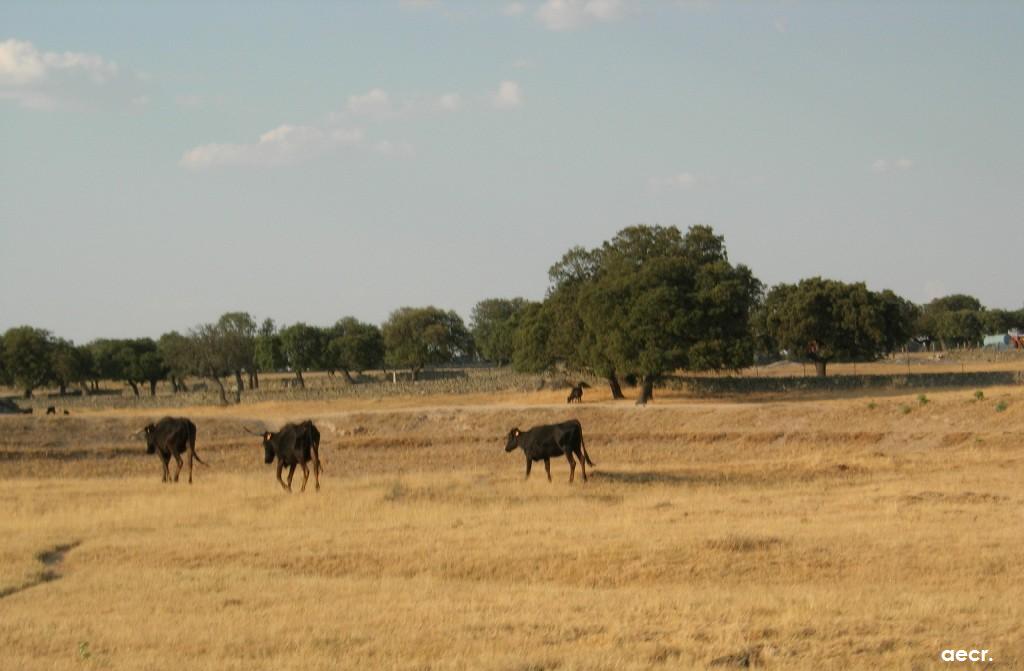 Foto de Cabeza de Diego Gómez (Salamanca), España
