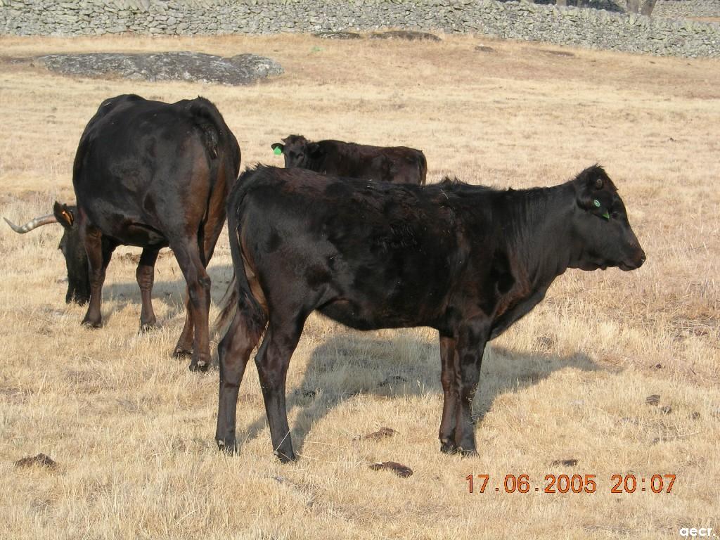 Foto de Cabeza de Diego Gómez (Salamanca), España