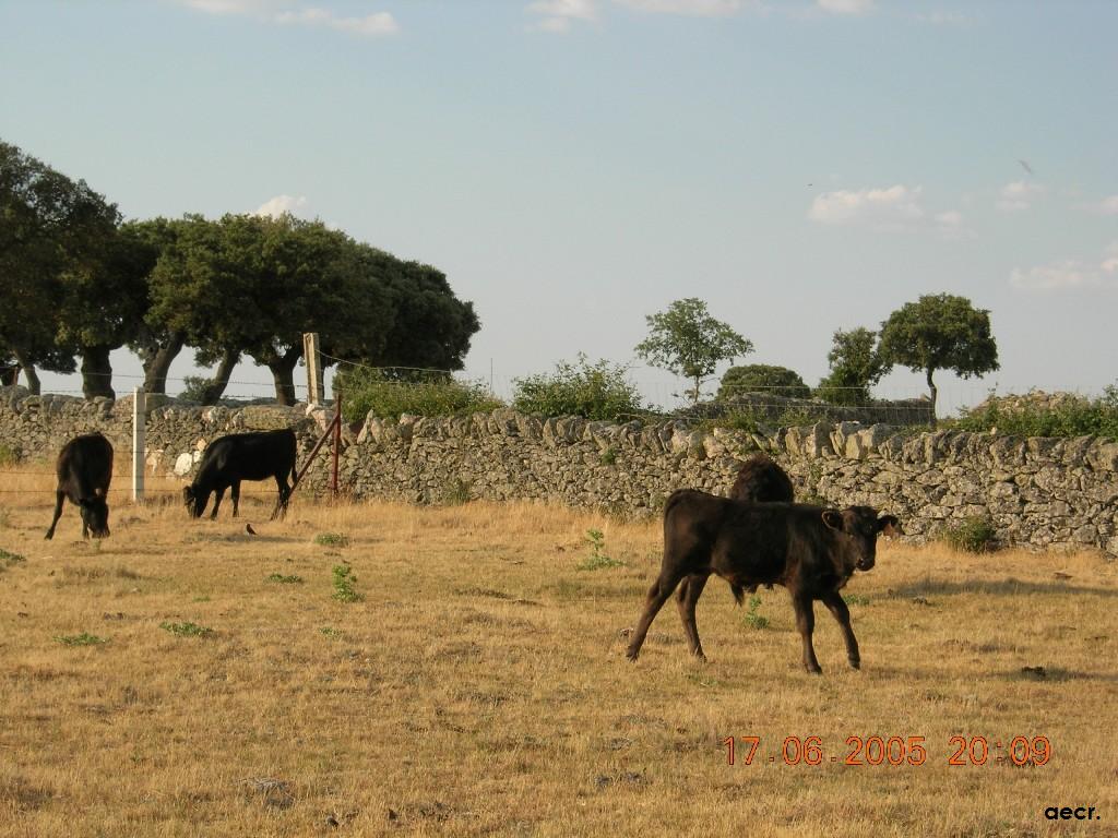 Foto de Cabeza de Diego Gómez (Salamanca), España