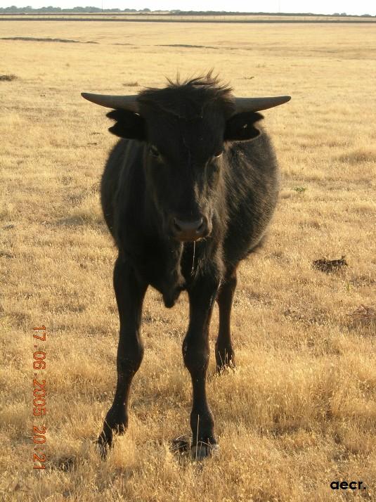 Foto de Cabeza de Diego Gómez (Salamanca), España