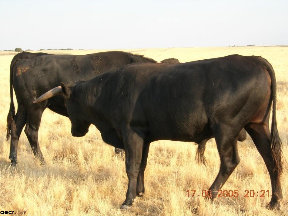 Foto de Cabeza de Diego Gómez (Salamanca), España