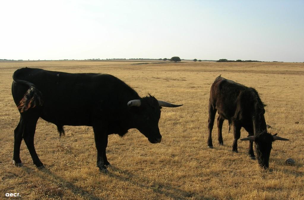 Foto de Cabeza de Diego Gómez (Salamanca), España