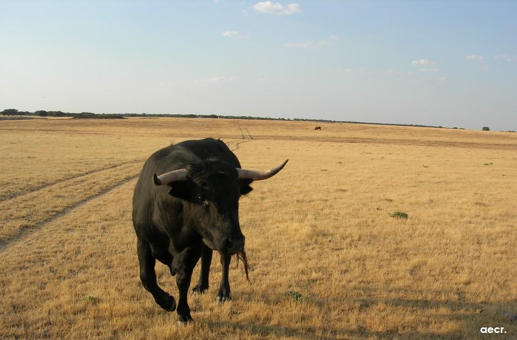Foto de Cabeza de Diego Gómez (Salamanca), España