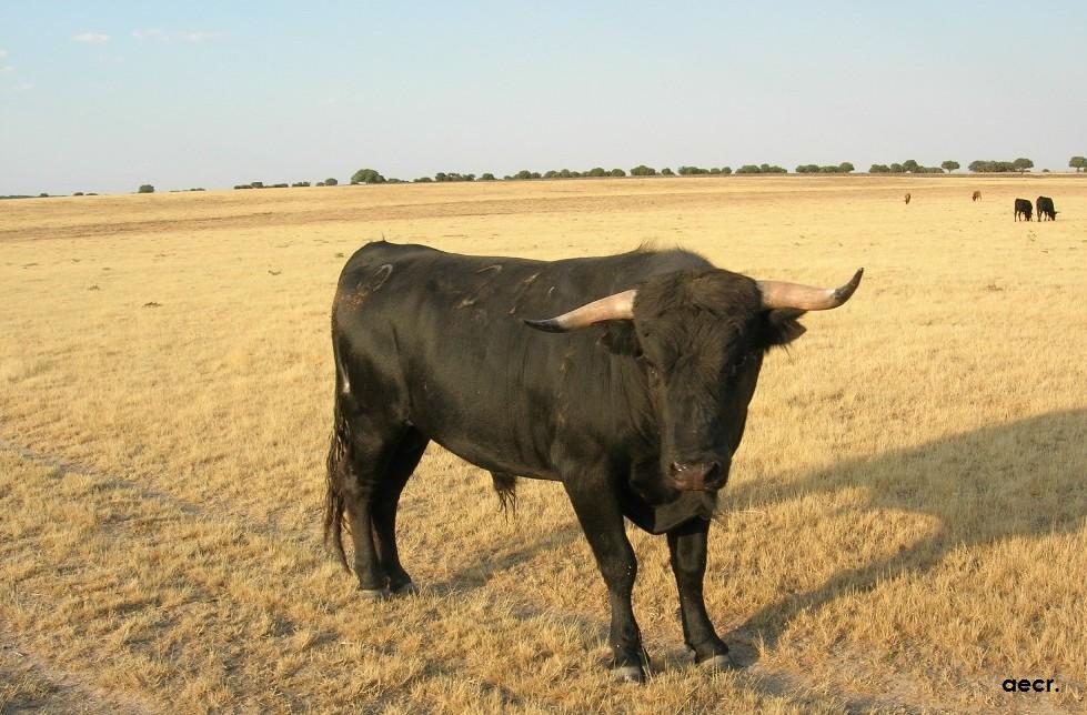 Foto de Cabeza de Diego Gómez (Salamanca), España