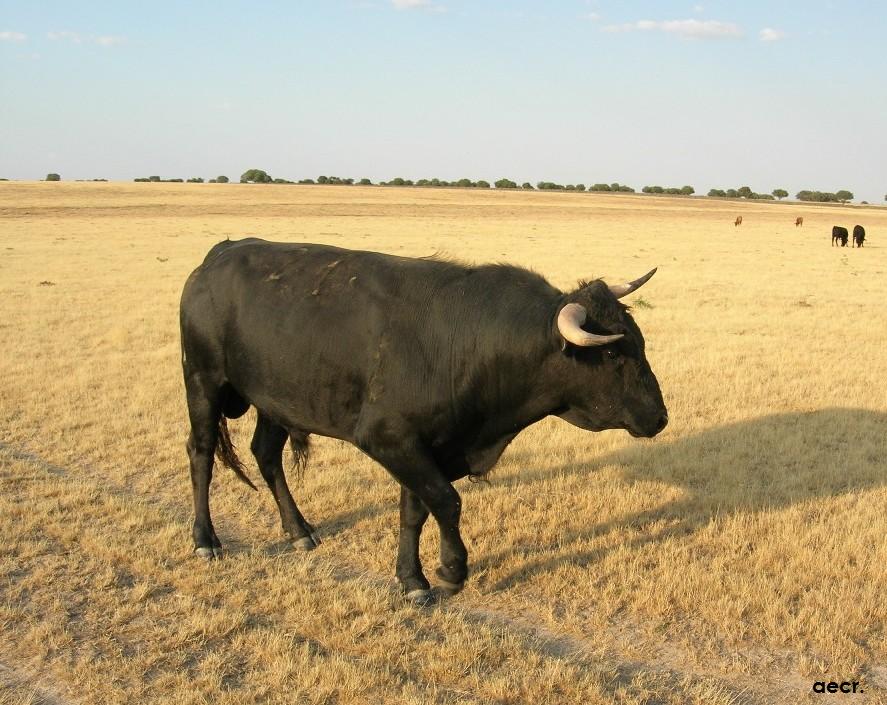 Foto de Cabeza de Diego Gómez (Salamanca), España