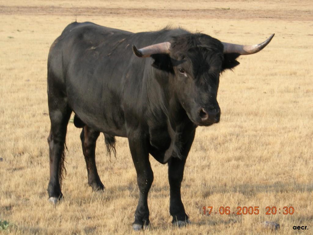 Foto de Cabeza de Diego Gómez (Salamanca), España