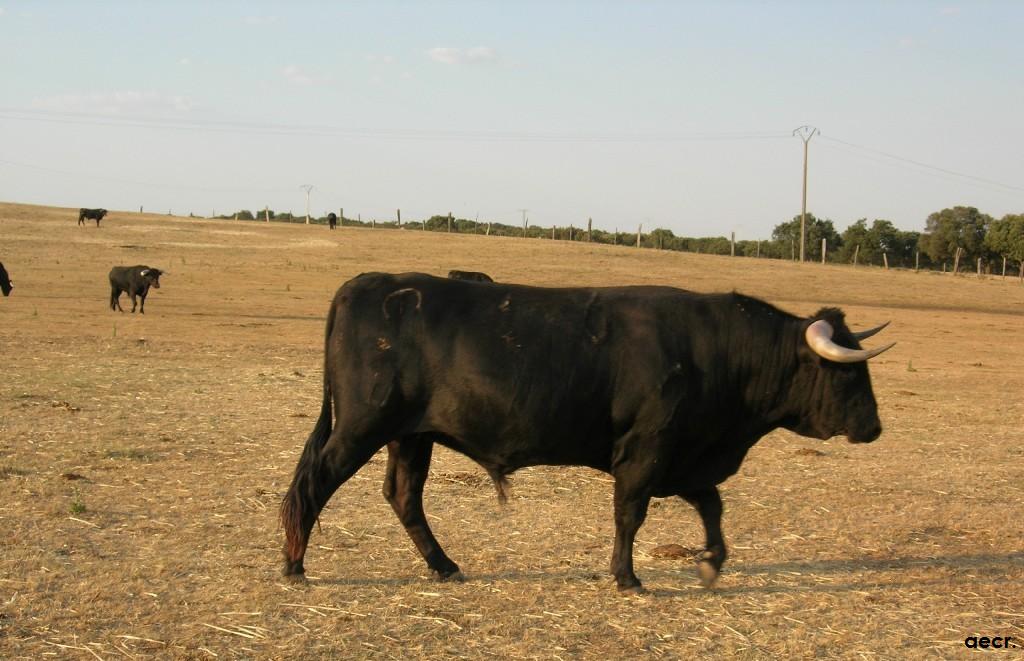 Foto de Cabeza de Diego Gómez (Salamanca), España