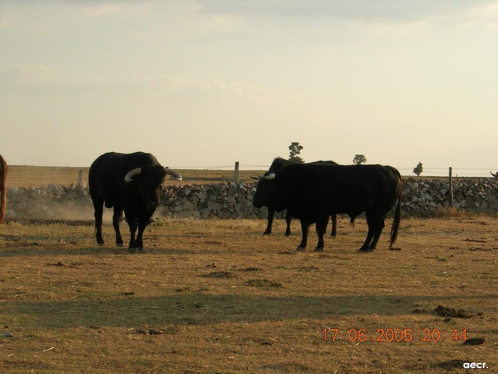 Foto de Cabeza de Diego Gómez (Salamanca), España