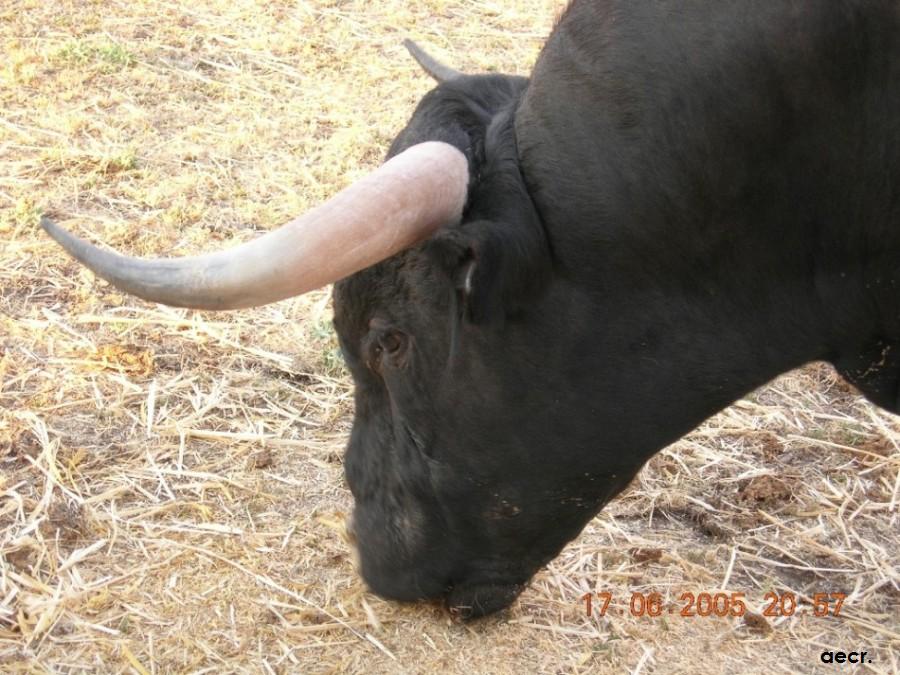 Foto de Cabeza de Diego Gómez (Salamanca), España