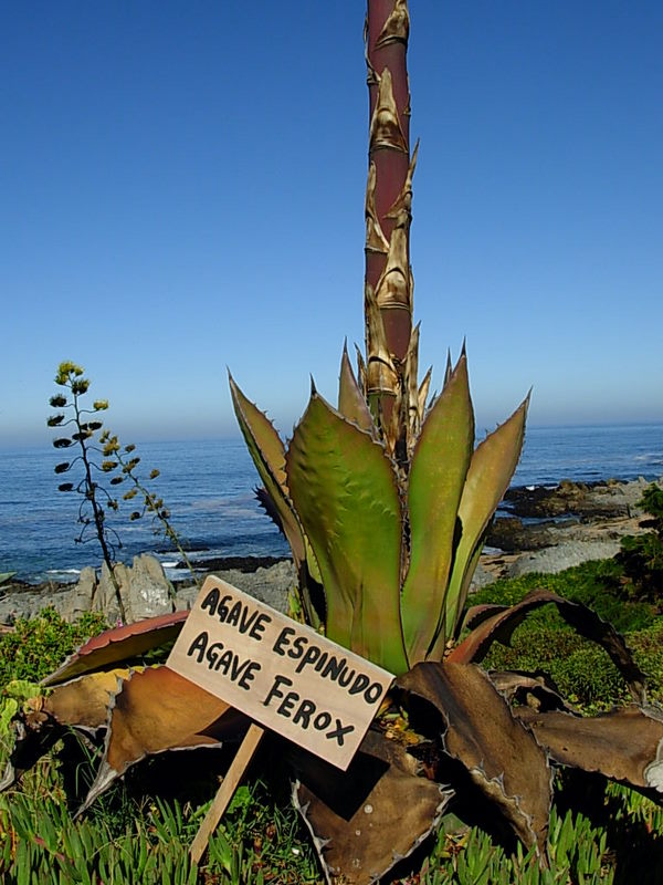 Foto de Isla Negra - El Quisco, Chile