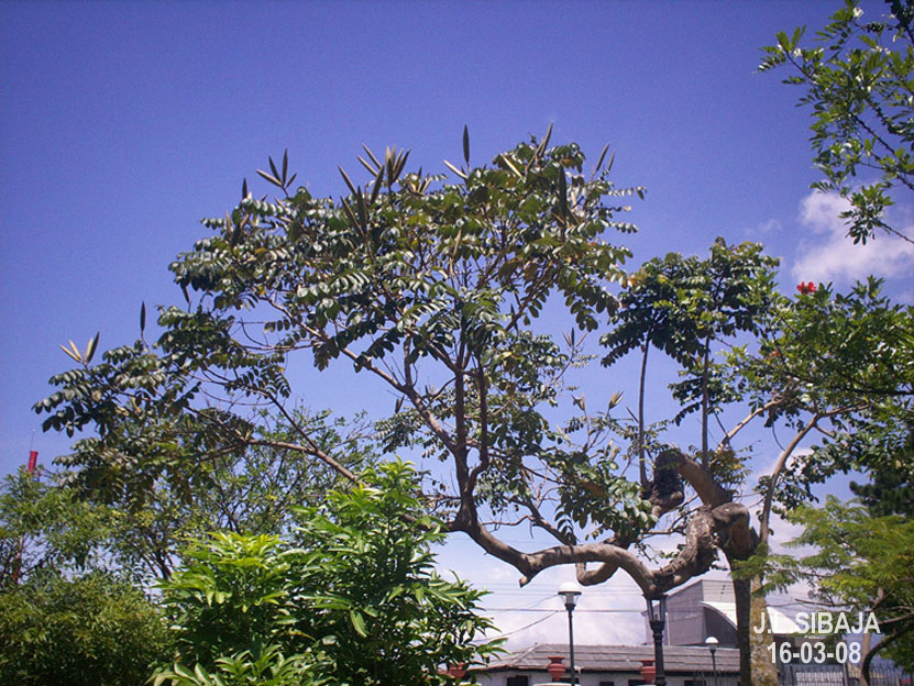 Foto de Desamparados - San José, Costa Rica