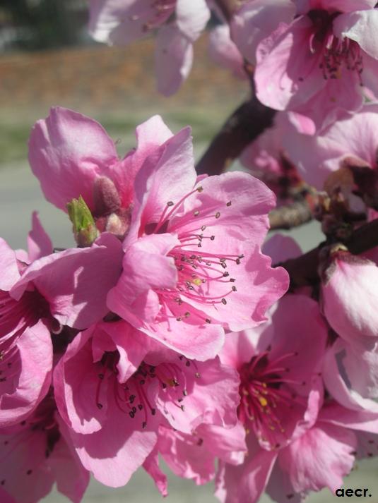 Foto de Pozuelo de Alarcón (Madrid), España