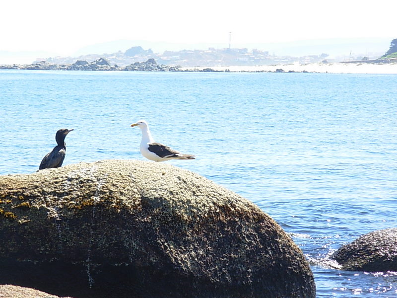 Foto de El Quisco, Chile