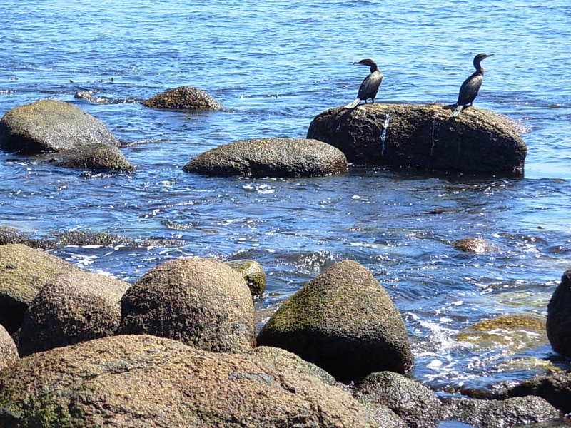 Foto de El Quisco, Chile