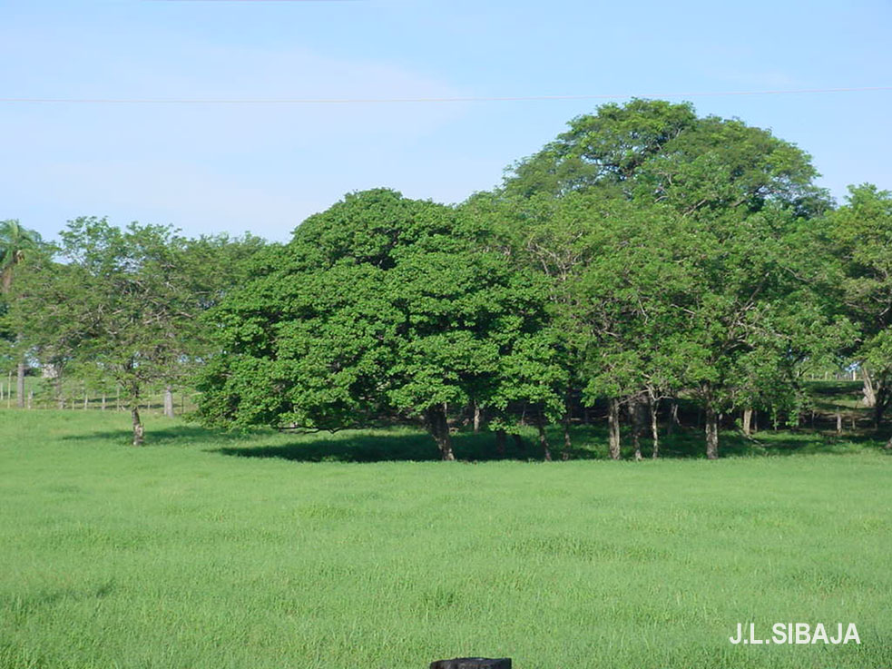 Foto de Sandullal (Guanacaste), Costa Rica