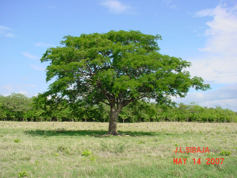Foto de Sandillal (Guanacaste), Costa Rica