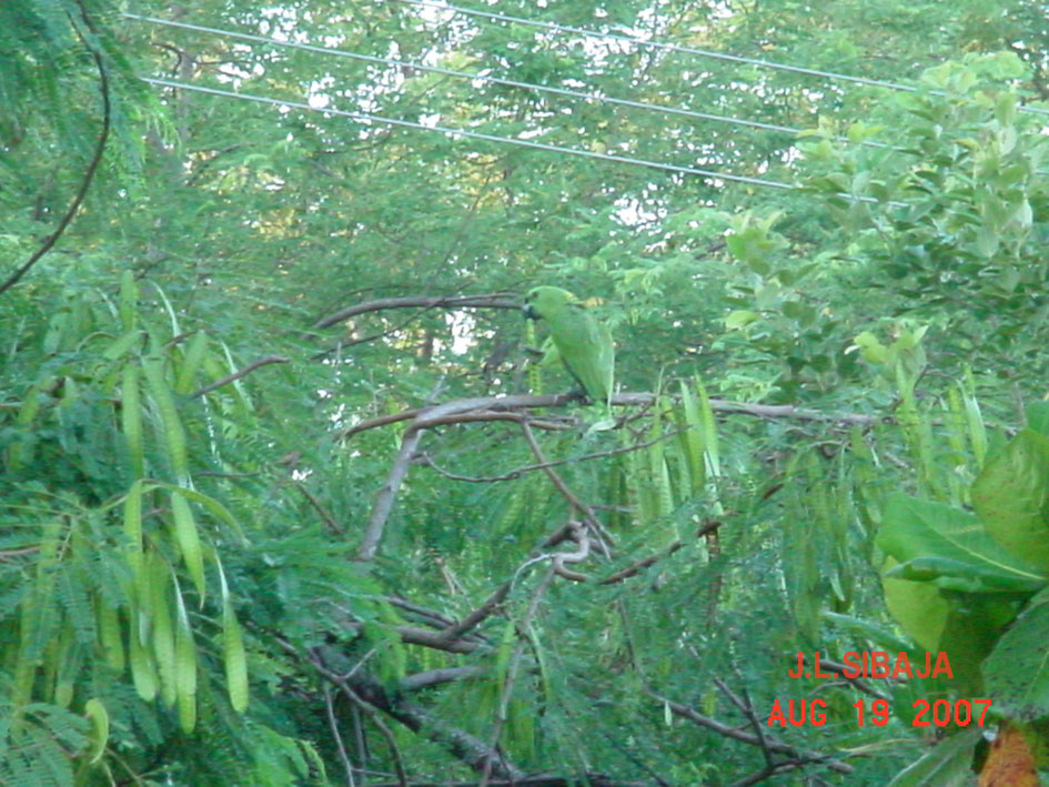 Foto de Sandillal (Guanacaste), Costa Rica