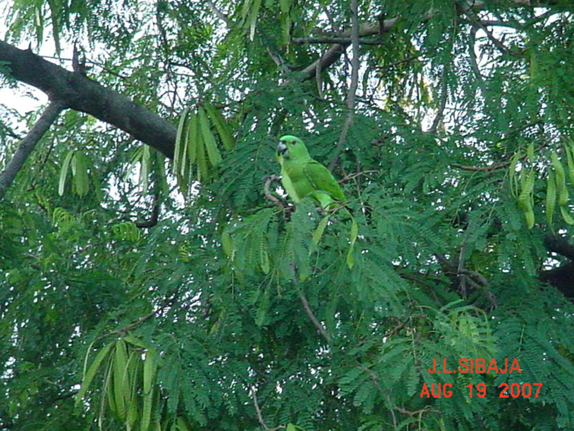 Foto de Sandillal (Guanacaste), Costa Rica