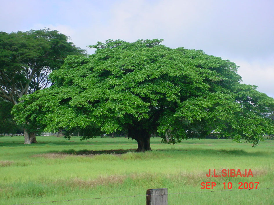 Foto de Sandillal (Guanacaste), Costa Rica