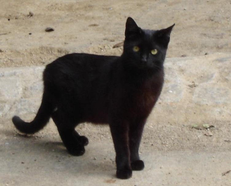 Foto de Barcelona (Cataluña), España