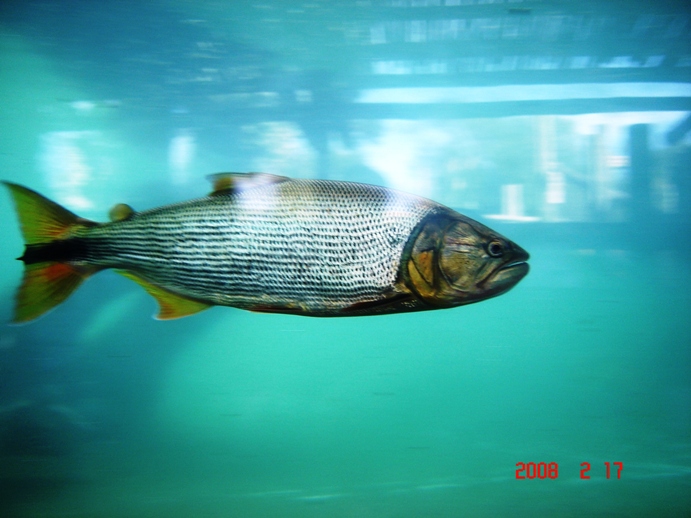 Foto de Escobar, Buenos Aires, Argentina