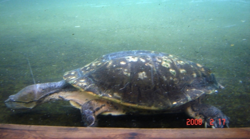 Foto de Escobar, Buenos Aires, Argentina