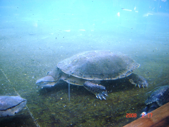 Foto de Escobar, Buenos Aires, Argentina