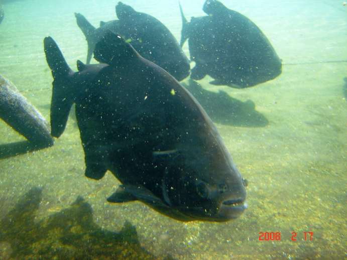 Foto de Escobar, Buenos Aires, Argentina