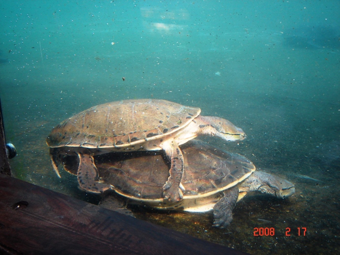 Foto de Escobar, Buenos Aires, Argentina