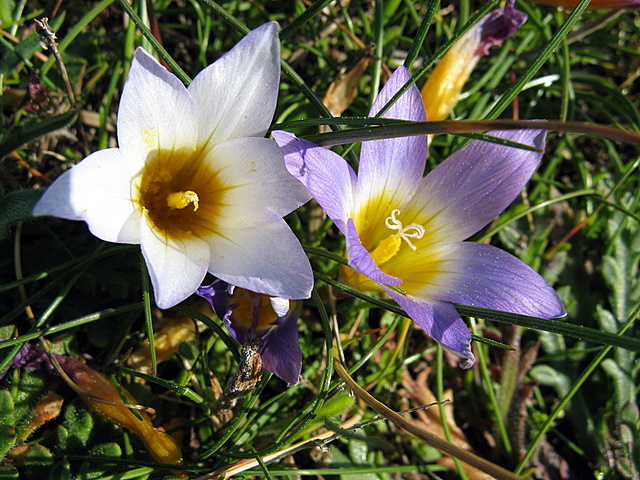 Foto de Corrubedo (A Coruña), España