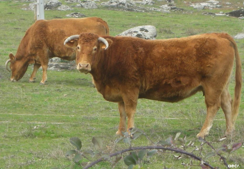 Foto de Peralejo (Madrid), España