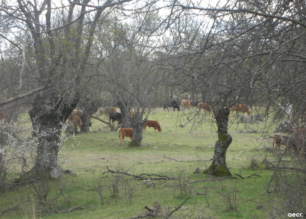 Foto de Peralejo (Madrid), España