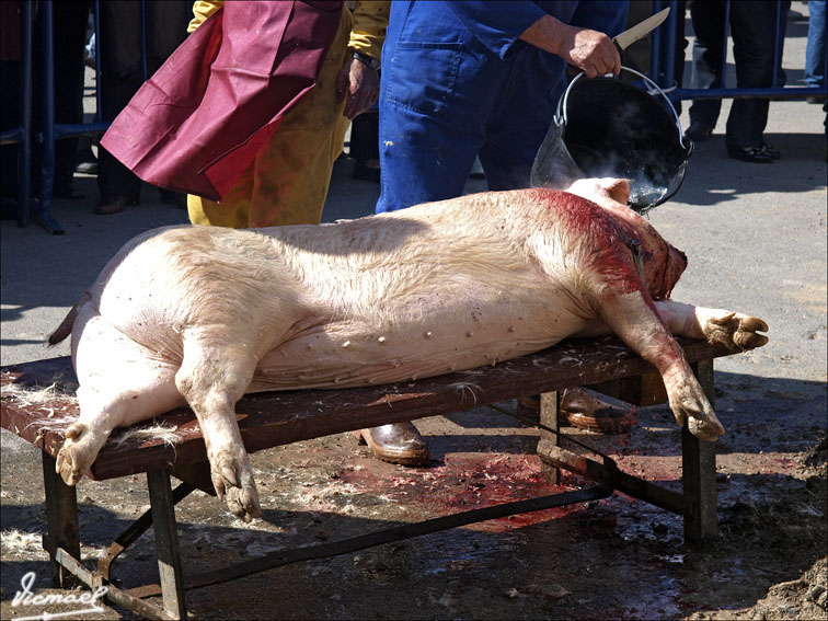 Foto de Arcos de Jalón (Soria), España