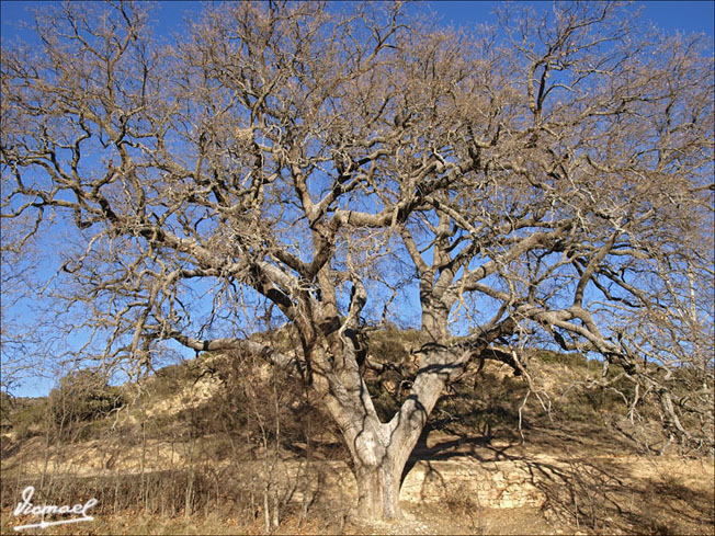 Foto de Embid de Ariza (Zaragoza), España