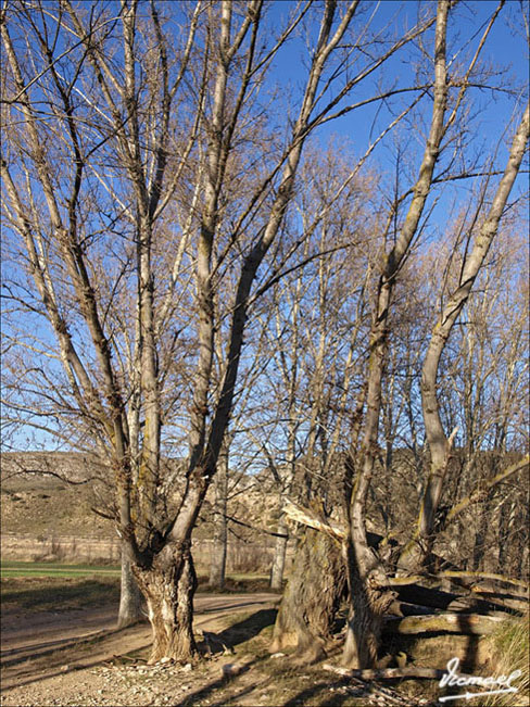 Foto de Embid de Ariza (Zaragoza), España