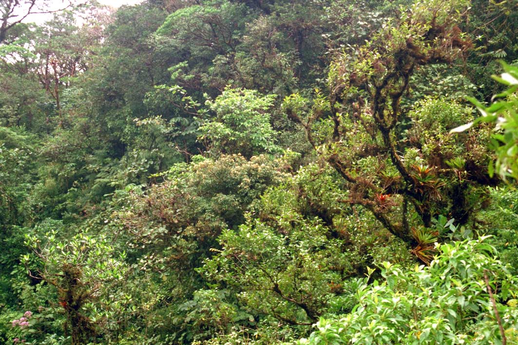 Foto de Parque Nacional Braulio Carrillo, Costa Rica
