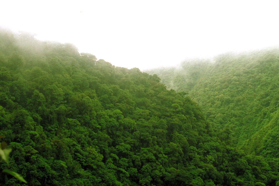 Foto de Parque Nacional Braulio Carrillo, Costa Rica