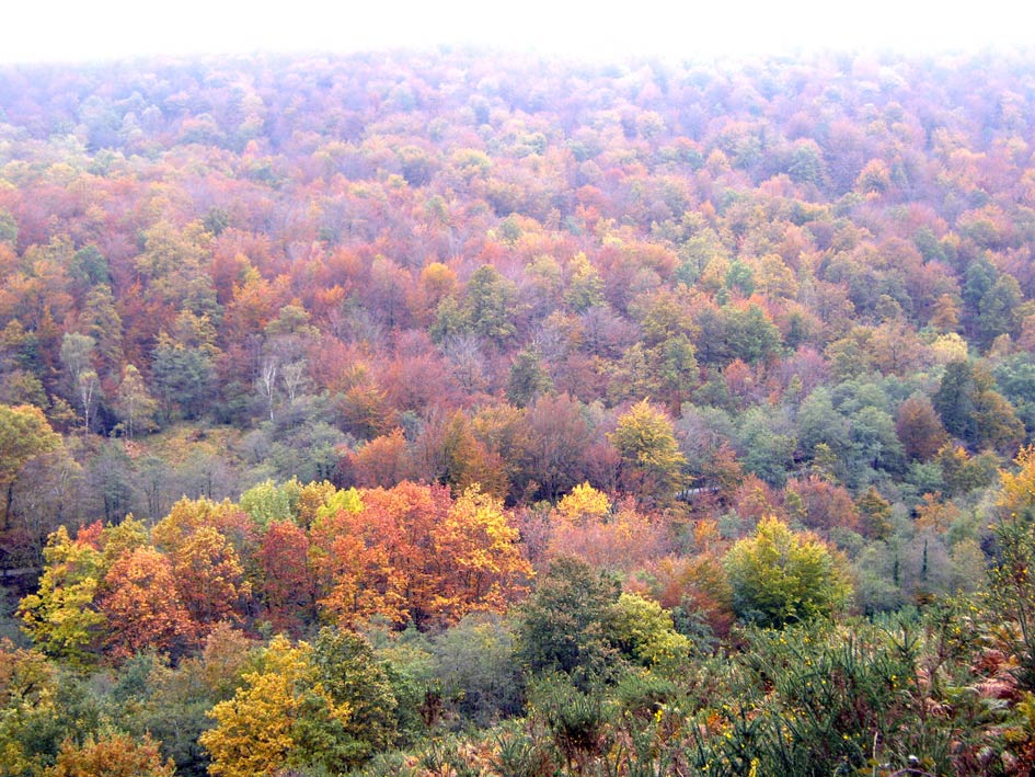 Foto de Leiza (Navarra), España
