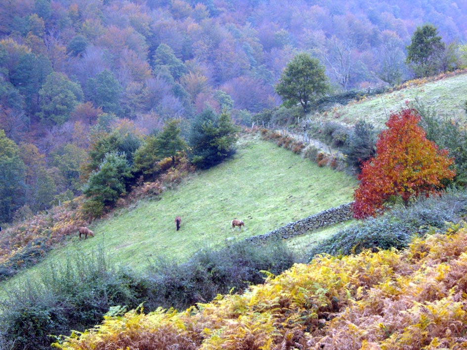 Foto de Leiza (Navarra), España