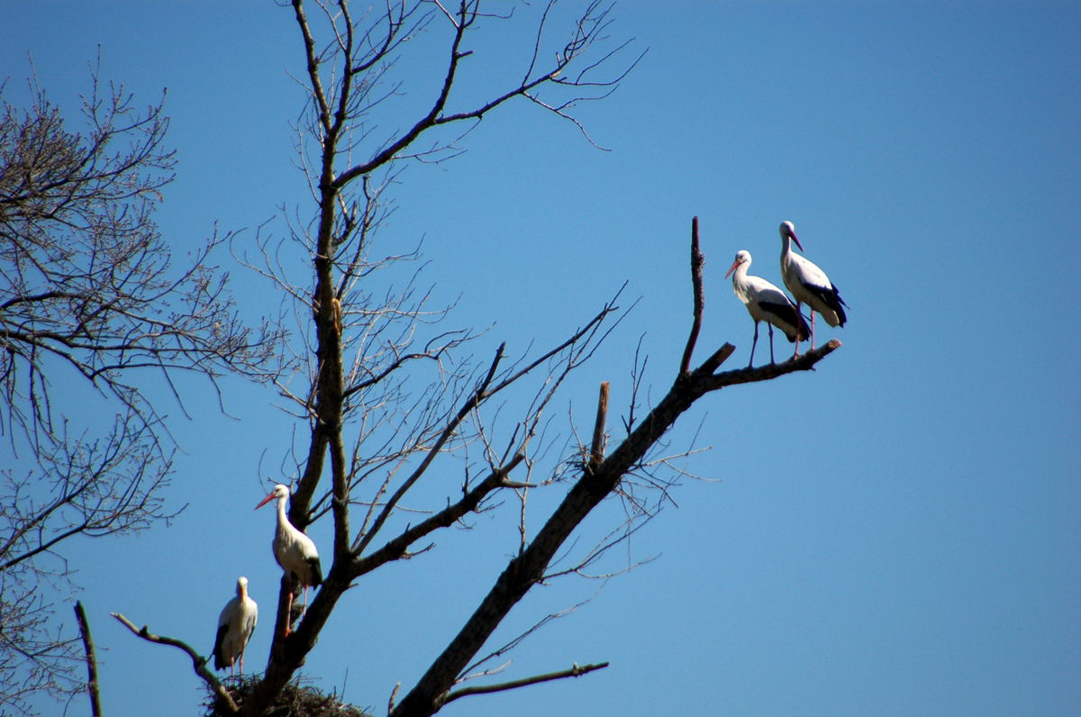 Foto de El Escorial (Madrid), España