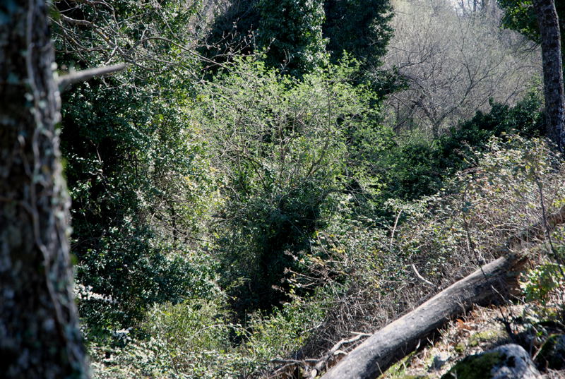 Foto de El Escorial (Madrid), España